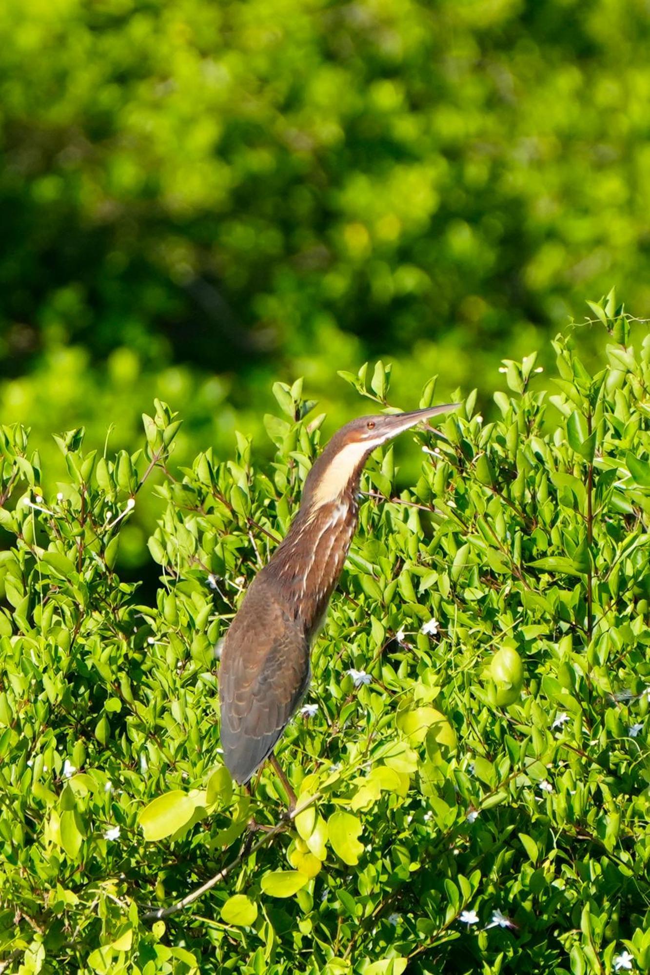 Bundala Flamingo Cotteges Otel Hambantota Dış mekan fotoğraf